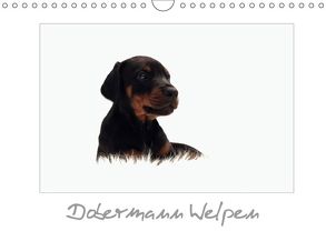 Dobermann Welpen (Wandkalender 2018 DIN A4 quer) von - Nicole Hahn,  nh-pawpixx.com