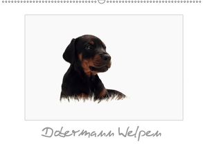 Dobermann Welpen (Wandkalender 2019 DIN A2 quer) von - Nicole Hahn,  nh-pawpixx.com