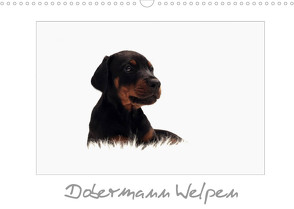 Dobermann Welpen (Wandkalender 2022 DIN A3 quer) von - Nicole Hahn,  nh-pawpixx.com