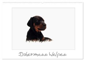 Dobermann Welpen (Wandkalender 2024 DIN A2 quer), CALVENDO Monatskalender von - Nicole Hahn,  nh-pawpixx.com