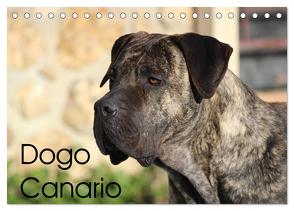 Dogo Canario (Tischkalender 2024 DIN A5 quer), CALVENDO Monatskalender von Wobst,  Petra