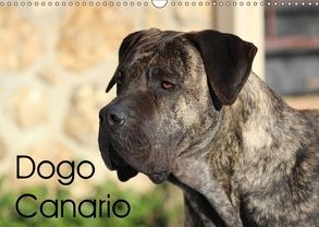 Dogo Canario (Wandkalender 2018 DIN A3 quer) von Wobst,  Petra