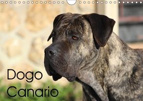 Dogo Canario (Wandkalender 2018 DIN A4 quer) von Wobst,  Petra