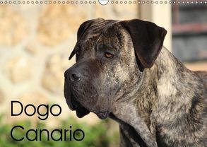 Dogo Canario (Wandkalender 2019 DIN A3 quer) von Wobst,  Petra