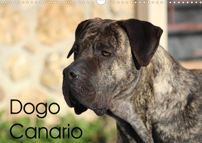Dogo Canario (Wandkalender 2023 DIN A3 quer) von Wobst,  Petra