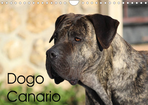 Dogo Canario (Wandkalender 2023 DIN A4 quer) von Wobst,  Petra