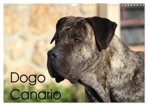 Dogo Canario (Wandkalender 2024 DIN A3 quer), CALVENDO Monatskalender von Wobst,  Petra