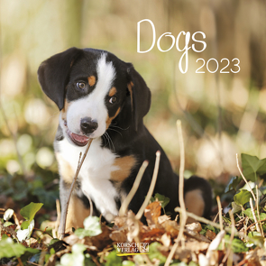 Dogs 2023 von Korsch Verlag