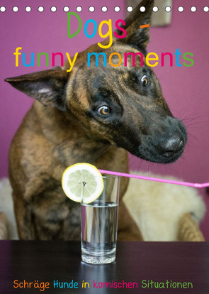 Dogs – funny moments Schräge Hunde in komischen Situationen (Tischkalender 2023 DIN A5 hoch) von dutch shepherd dog,  Inuk-