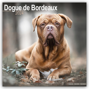 Dogue de Bordeaux – Bordeauxdoggen 2024 – 16-Monatskalender