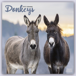 Donkeys – Esel 2023 – 16-Monatskalender