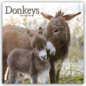 Donkeys – Esel 2024 – 16-Monatskalender