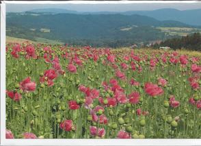 Doppelkarte C6 “ Mohnblütenlandschaft „, mit Umschlag von Frühauf,  Wolfgang