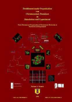 Dreidimensionale Organisation von Chromosomen-Domänen in Simulation und Experiment von Knoch,  Tobias Aurelius