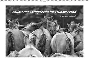 Dülmener Wildpferde im Münsterland in schwarz und weiß (Wandkalender 2019 DIN A2 quer) von Hackstein,  Bettina