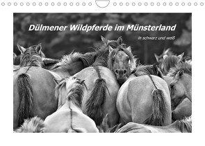 Dülmener Wildpferde im Münsterland in schwarz und weiß (Wandkalender 2022 DIN A4 quer) von Hackstein,  Bettina