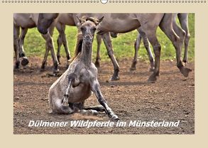 Dülmener Wildpferde im Münsterland (Wandkalender 2018 DIN A2 quer) von Hackstein,  Bettina