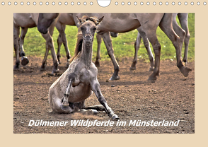 Dülmener Wildpferde im Münsterland (Wandkalender 2020 DIN A4 quer) von Hackstein,  Bettina