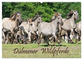 Dülmener Wildpferde (Wandkalender 2024 DIN A2 quer), CALVENDO Monatskalender von Menden,  Katho