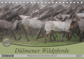 Dülmener Wildpferde – Wildpferde im Meerfelder Bruch (Tischkalender 2023 DIN A5 quer) von Mielewczyk,  B.