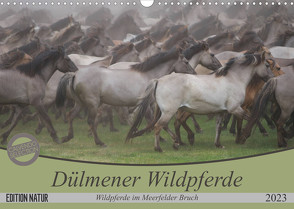 Dülmener Wildpferde – Wildpferde im Meerfelder Bruch (Wandkalender 2023 DIN A3 quer) von Mielewczyk,  B.