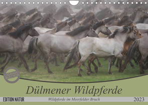 Dülmener Wildpferde – Wildpferde im Meerfelder Bruch (Wandkalender 2023 DIN A4 quer) von Mielewczyk,  B.