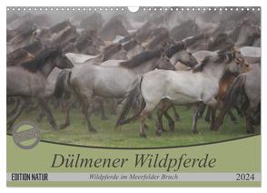 Dülmener Wildpferde – Wildpferde im Meerfelder Bruch (Wandkalender 2024 DIN A3 quer), CALVENDO Monatskalender von Mielewczyk,  B.