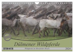 Dülmener Wildpferde – Wildpferde im Meerfelder Bruch (Wandkalender 2024 DIN A4 quer), CALVENDO Monatskalender von Mielewczyk,  B.