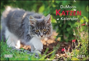 DUMONTS Katzenkalender 2021 – Broschürenkalender – Wandkalender – mit Schulferienterminen – Format 42 x 29 cm von Drewka,  Tatjana, Jorjan,  Jette