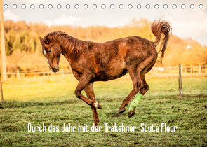 Durch das Jahr mit der Trakehner-Stute Fleur (Tischkalender 2023 DIN A5 quer) von Pfeifer,  Romy