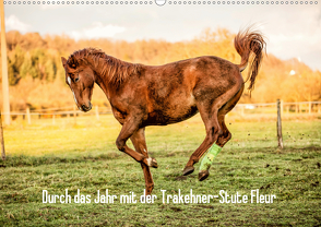 Durch das Jahr mit der Trakehner-Stute Fleur (Wandkalender 2020 DIN A2 quer) von Pfeifer,  Romy