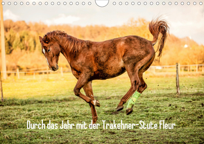 Durch das Jahr mit der Trakehner-Stute Fleur (Wandkalender 2020 DIN A4 quer) von Pfeifer,  Romy