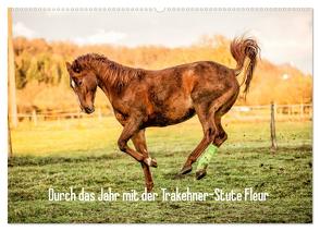 Durch das Jahr mit der Trakehner-Stute Fleur (Wandkalender 2024 DIN A2 quer), CALVENDO Monatskalender von Pfeifer,  Romy