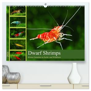 Dwarf Shrimps (hochwertiger Premium Wandkalender 2024 DIN A2 quer), Kunstdruck in Hochglanz von Pohlmann,  Rudolf