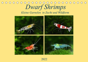Dwarf Shrimps – kleine Garnelen (Tischkalender 2022 DIN A5 quer) von Pohlmann,  Rudolf
