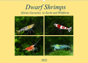 Dwarf Shrimps – kleine Garnelen (Wandkalender 2022 DIN A2 quer) von Pohlmann,  Rudolf
