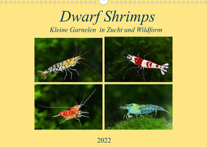 Dwarf Shrimps – kleine Garnelen (Wandkalender 2022 DIN A3 quer) von Pohlmann,  Rudolf