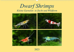 Dwarf Shrimps – kleine Garnelen (Wandkalender 2023 DIN A2 quer) von Pohlmann,  Rudolf