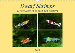 Dwarf Shrimps – kleine Garnelen (Wandkalender 2023 DIN A3 quer) von Pohlmann,  Rudolf