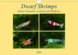 Dwarf Shrimps – kleine Garnelen (Wandkalender 2023 DIN A4 quer) von Pohlmann,  Rudolf