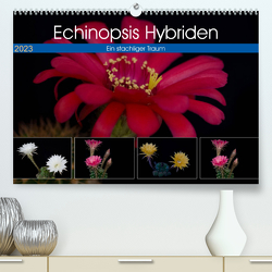 Echinopsis Hybriden. Ein stachliger Traum (Premium, hochwertiger DIN A2 Wandkalender 2023, Kunstdruck in Hochglanz) von Gierok,  Steffen