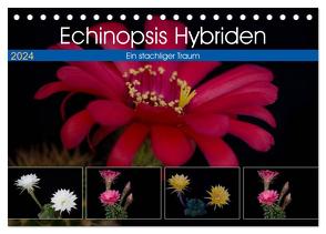 Echinopsis Hybriden. Ein stachliger Traum (Tischkalender 2024 DIN A5 quer), CALVENDO Monatskalender von Gierok,  Steffen