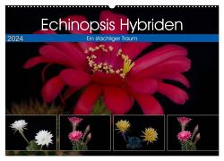 Echinopsis Hybriden. Ein stachliger Traum (Wandkalender 2024 DIN A2 quer), CALVENDO Monatskalender von Gierok,  Steffen