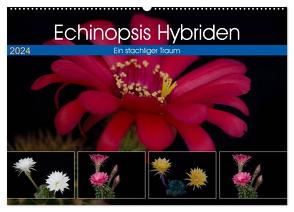 Echinopsis Hybriden. Ein stachliger Traum (Wandkalender 2024 DIN A2 quer), CALVENDO Monatskalender von Gierok,  Steffen