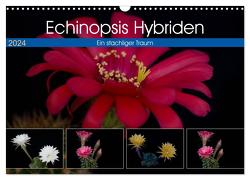 Echinopsis Hybriden. Ein stachliger Traum (Wandkalender 2024 DIN A3 quer), CALVENDO Monatskalender von Gierok,  Steffen