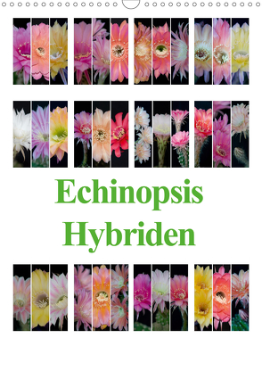 Echinopsis Hybriden (Wandkalender 2021 DIN A3 hoch) von Gierok,  Steffen