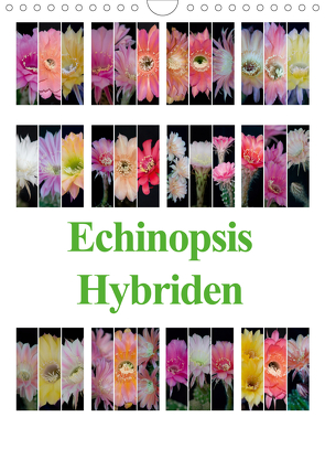 Echinopsis Hybriden (Wandkalender 2021 DIN A4 hoch) von Gierok,  Steffen