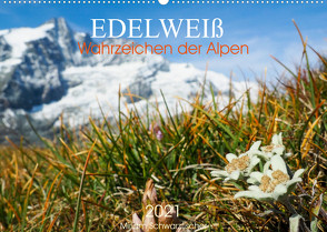 Edelweiß – Wahrzeichen der Alpen (Wandkalender 2023 DIN A2 quer) von Schwatzfischer,  Miriam