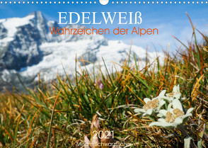 Edelweiß – Wahrzeichen der Alpen (Wandkalender 2023 DIN A3 quer) von Schwatzfischer,  Miriam