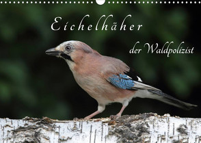 Eichelhäher der Waldpolizist (Wandkalender 2022 DIN A3 quer) von Konieczka,  Klaus